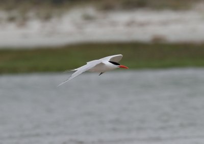 Royal Tern