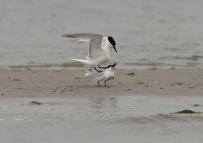 Sandwich Tern