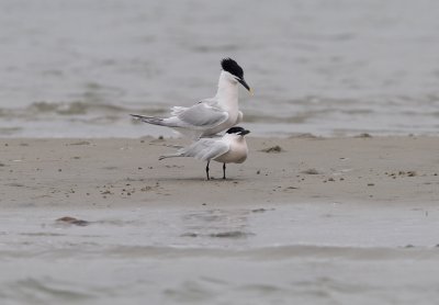 Sandwich Tern