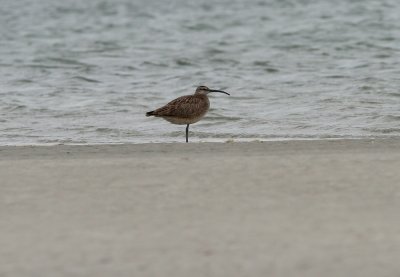 Whimbrel