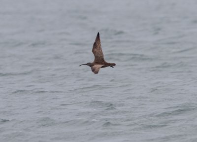 Whimbrel