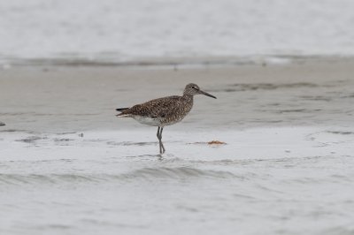 Willet