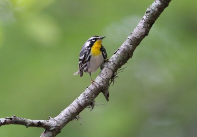 Yellow-throated Warbler