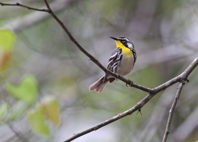 Yellow-throated Warbler