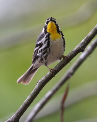 Yellow-throated Warbler
