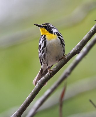 Yellow-throated Warbler