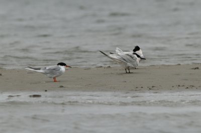 Common Tern