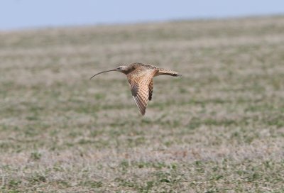 Long-billed Curlew