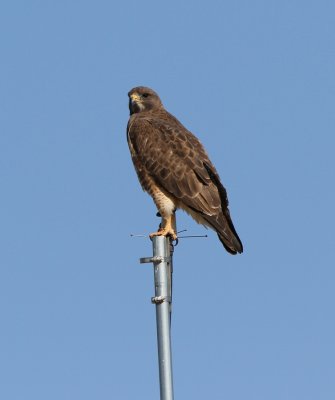 Swainson's Hawk