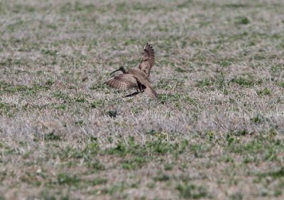 Whimbrel