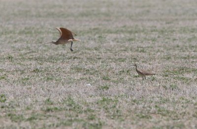 Whimbrel / Long-billed Curlew