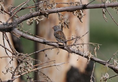 Field Sparrow