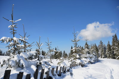 WINTER LANDSCAPE