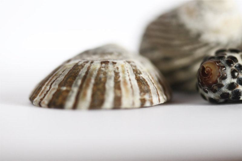 shell shapes