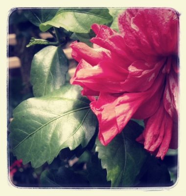 red hibiscus