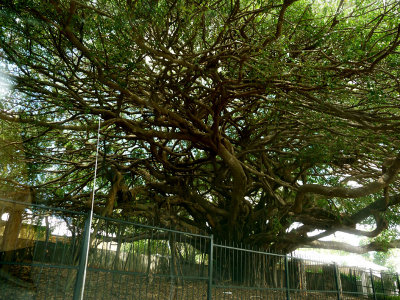 Moreton Bay Fig