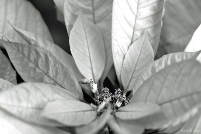 Leaves