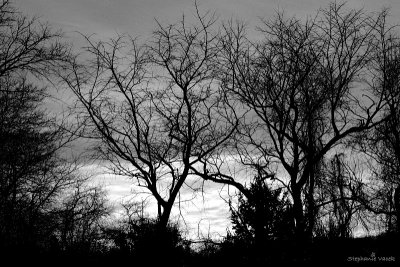 Branching out