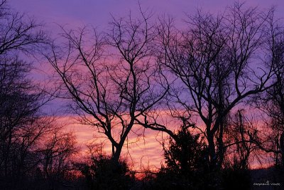 Branching out in color