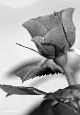 Pour vous