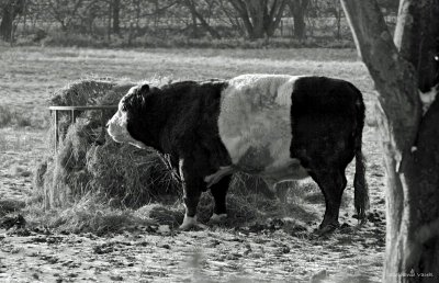 Belted Galloway 