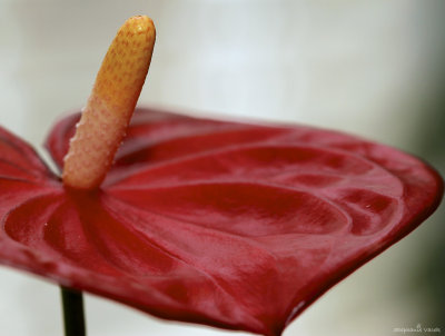 Anthurium