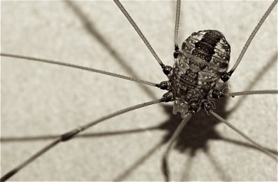 Creepy Crawly