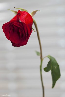 g2/05/923505/3/148891915.15oV4r6r.jpg