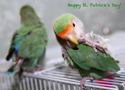 Linus & Mr. Lucy wish you a Happy St. Patricks Day!