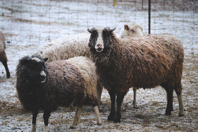 Sheep in the Snow