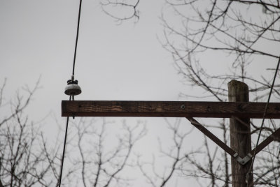 Valley Forge Park - Electrical Pole and Wire
