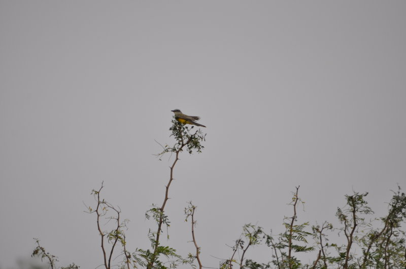 DSC_0001.JPG