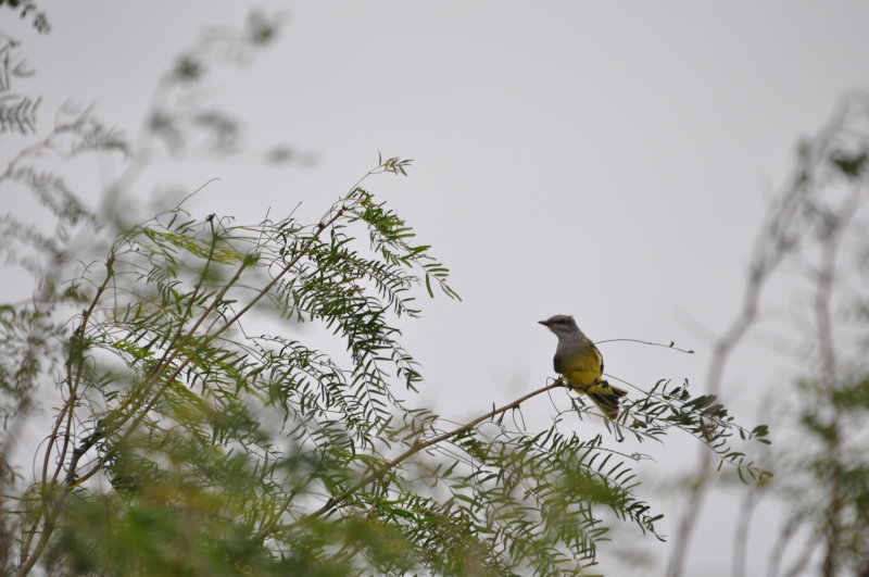 DSC_0012.JPG