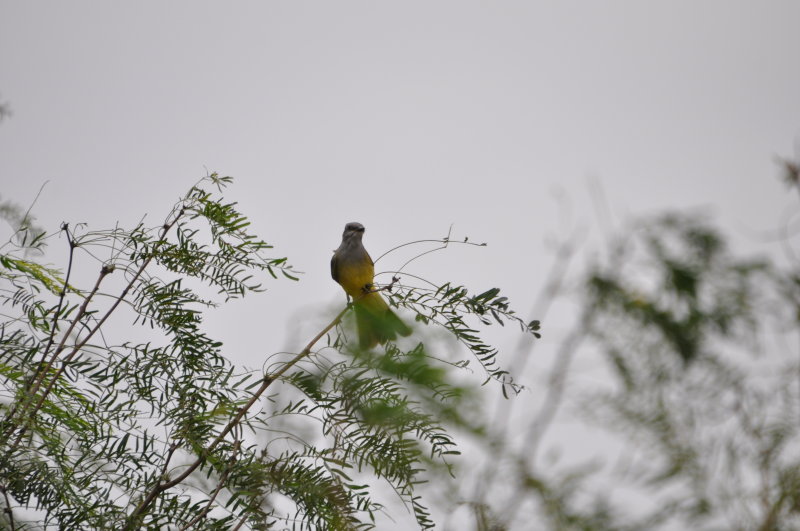 DSC_0015.JPG