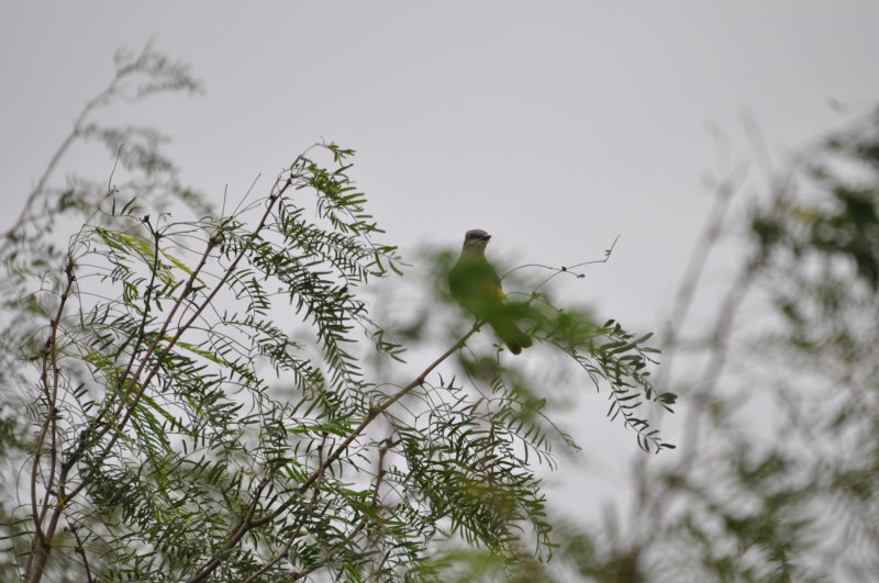 DSC_0016.JPG