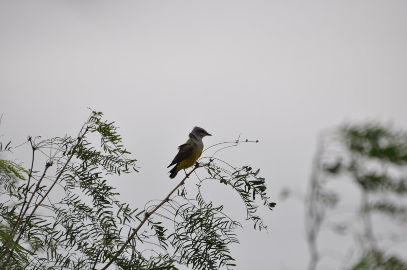 DSC_0019.JPG