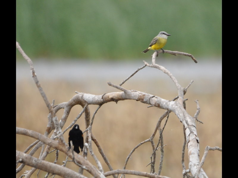 DSC_1207b.JPG