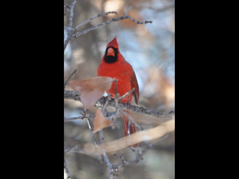 DSC_0981b.JPG