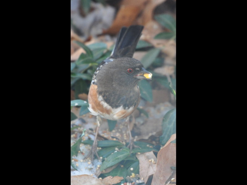 DSC_1133b.JPG