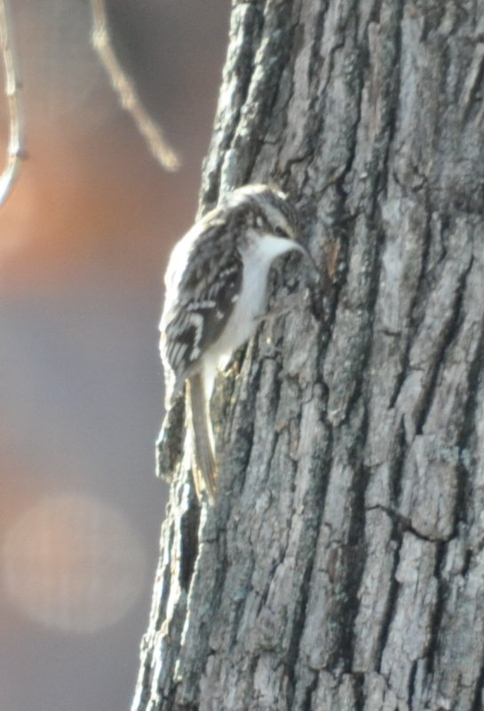 DSC_1151b.JPG