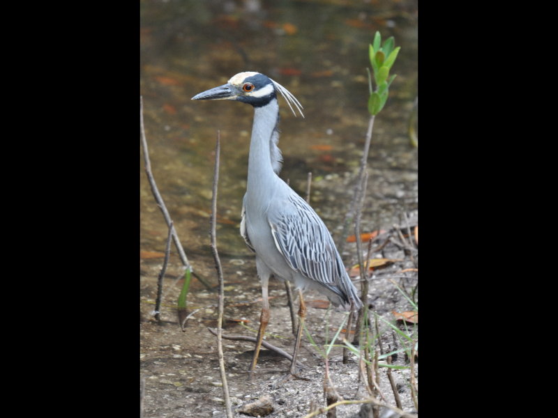 DSC_0803b.JPG