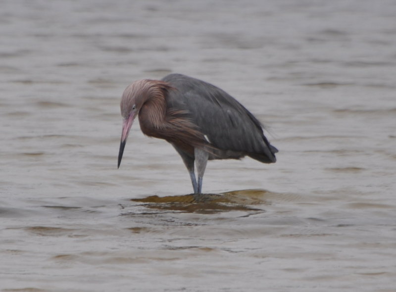DSC_0837b.JPG