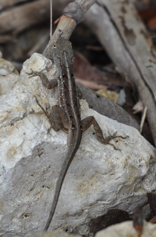 DSC_0868b.JPG