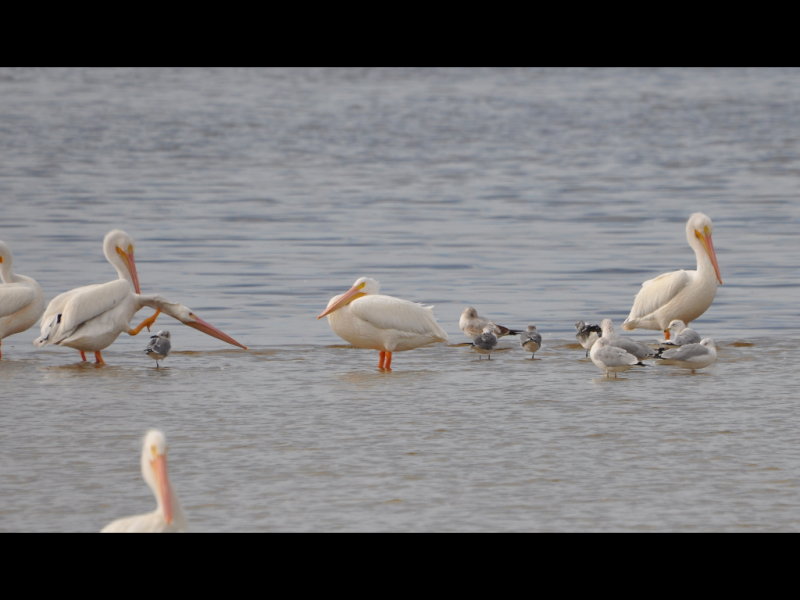 DSC_0914b.JPG