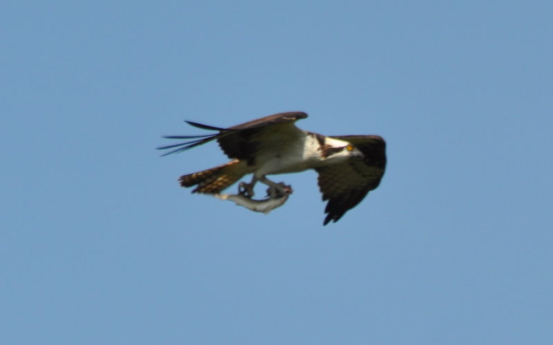 DSC_0961b.JPG
