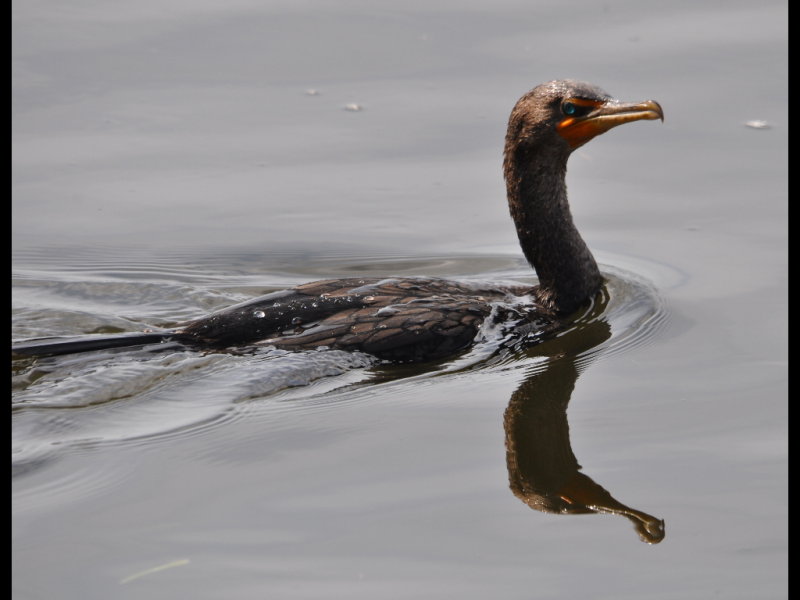 DSC_0040b.JPG