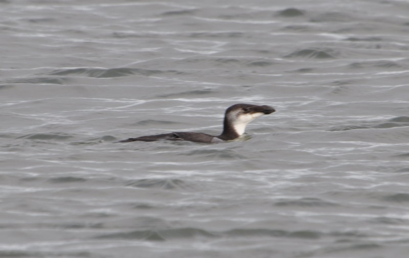 DSC_0154b.JPG