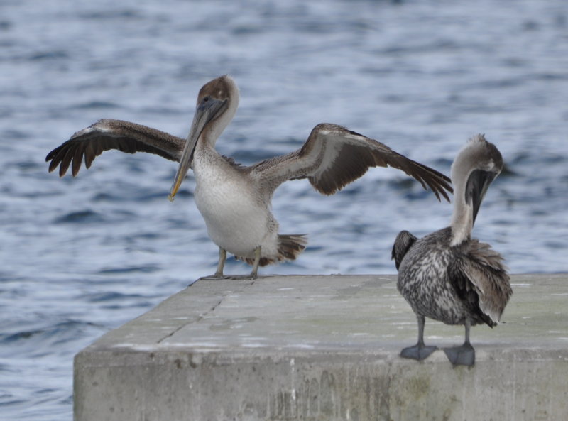 DSC_0183b.JPG