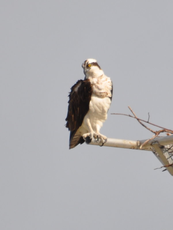 DSC_0184b.JPG