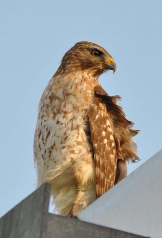 DSC_0226b.JPG